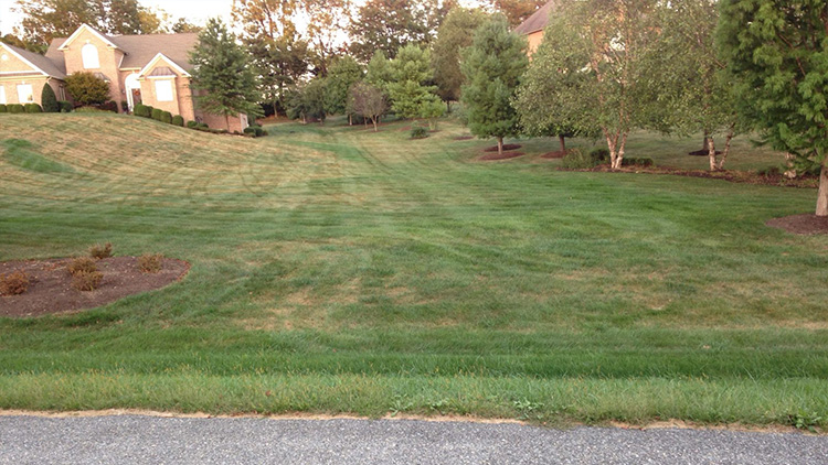 Lawn Before Landscaping